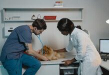 Medycyna weterynaryjna – jak zacząć przygodę z ratowaniem zwierząt? Praca weterynarza