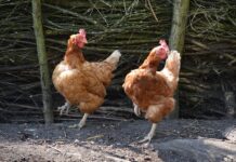 Jakie są typy dystrybucji? Jakie są typy dystrybucji?