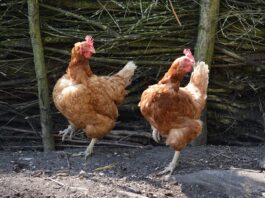 Jakie są typy dystrybucji? Jakie są typy dystrybucji?