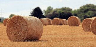 Na czym polega rola menedżera? Na czym polega rola menedżera?