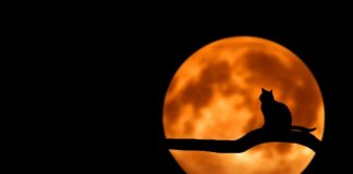 Kto musi złożyć roczne rozliczenie składki zdrowotnej?