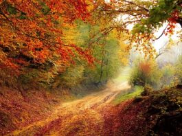 Jak napisać ścieżkę kariery zawodowej?