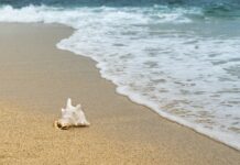 Które skorupiaki prowadzą osiadły tryb życia? Które skorupiaki prowadzą osiadły tryb życia?