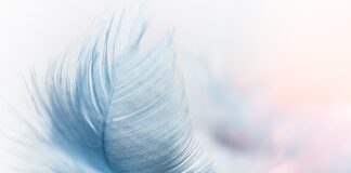 Jakie są platformy Sprzedażowe? Jakie są platformy Sprzedażowe?