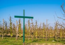 Czy dyrektor ma obowiązek wprowadzić regulamin dofinansowania doskonalenia zawodowego nauczycieli w szkole? Czy dyrektor ma obowiązek wprowadzić regulamin dofinansowania doskonalenia zawodowego nauczycieli w szkole?