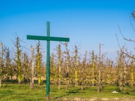 Czy dyrektor ma obowiązek wprowadzić regulamin dofinansowania doskonalenia zawodowego nauczycieli w szkole? Czy dyrektor ma obowiązek wprowadzić regulamin dofinansowania doskonalenia zawodowego nauczycieli w szkole?
